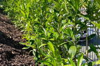 Kirschlorbeer / Lorbeerkirsche 'Caucasica' - Prunus laurocerasus 'Caucasica'