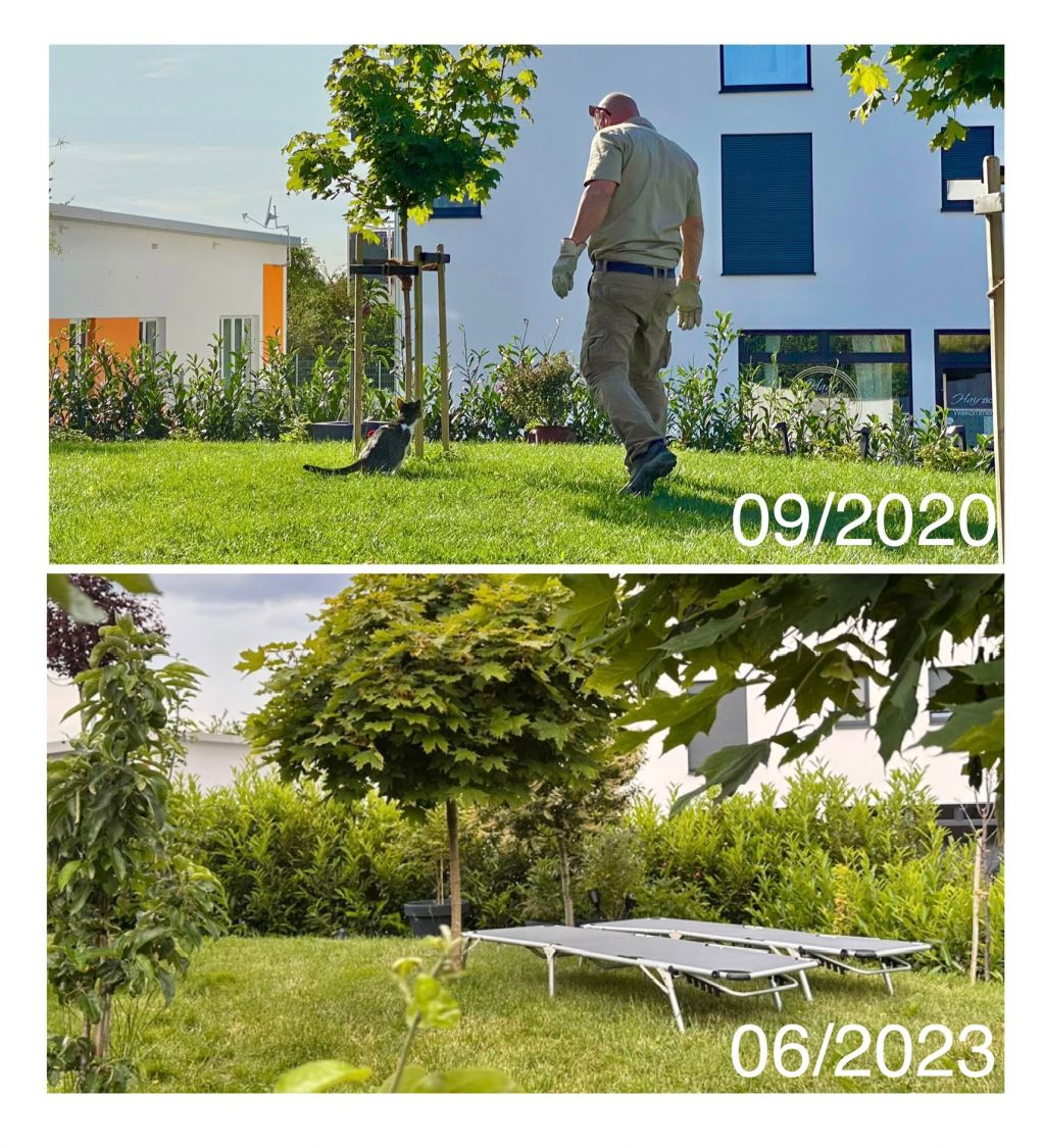 Kirschlorbeer / Lorbeerkirsche 'Caucasica' - Prunus laurocerasus 'Caucasica'