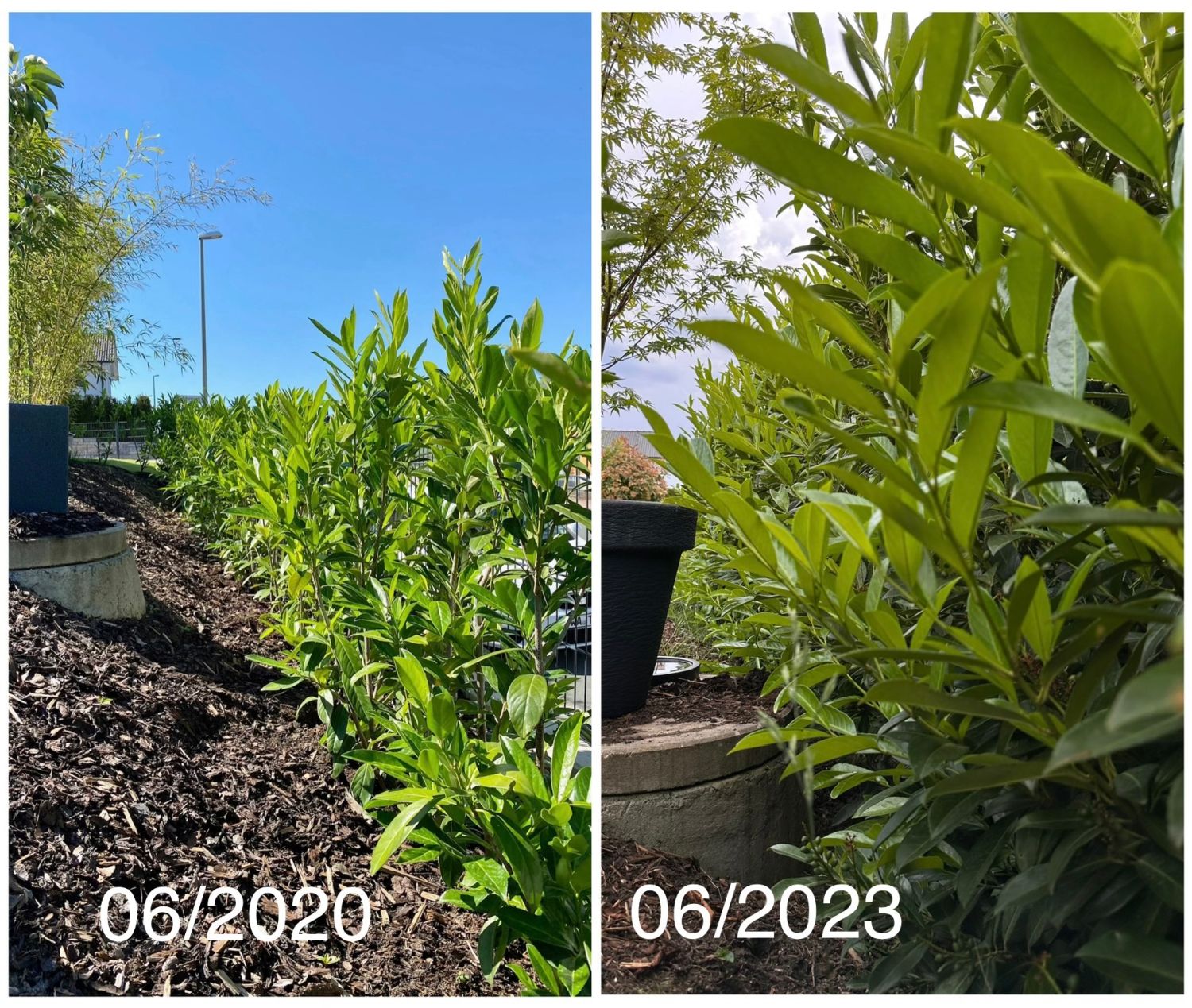 Kirschlorbeer / Lorbeerkirsche 'Caucasica' - Prunus laurocerasus 'Caucasica'