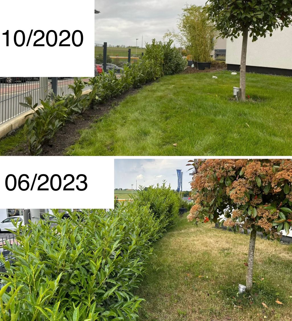 Kirschlorbeer / Lorbeerkirsche 'Caucasica' - Prunus laurocerasus 'Caucasica'