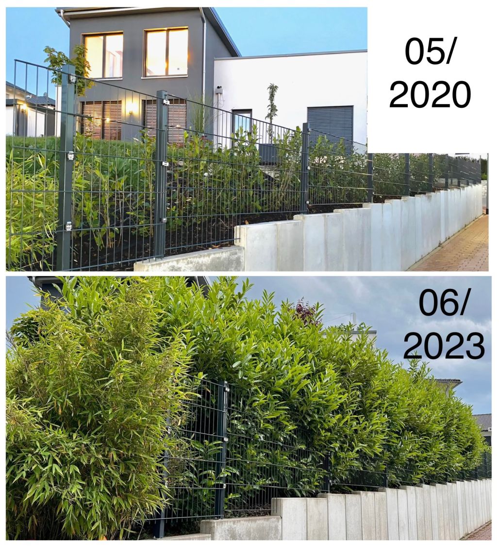 Kirschlorbeer / Lorbeerkirsche 'Caucasica' - Prunus laurocerasus 'Caucasica'