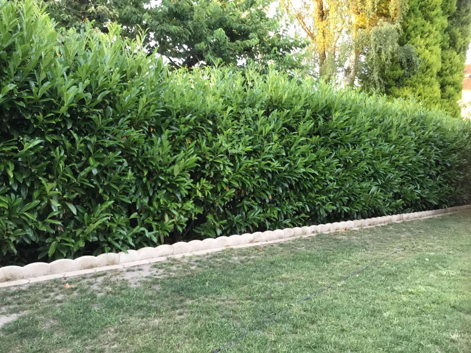 Kirschlorbeer / Lorbeerkirsche 'Caucasica' - Prunus laurocerasus 'Caucasica'