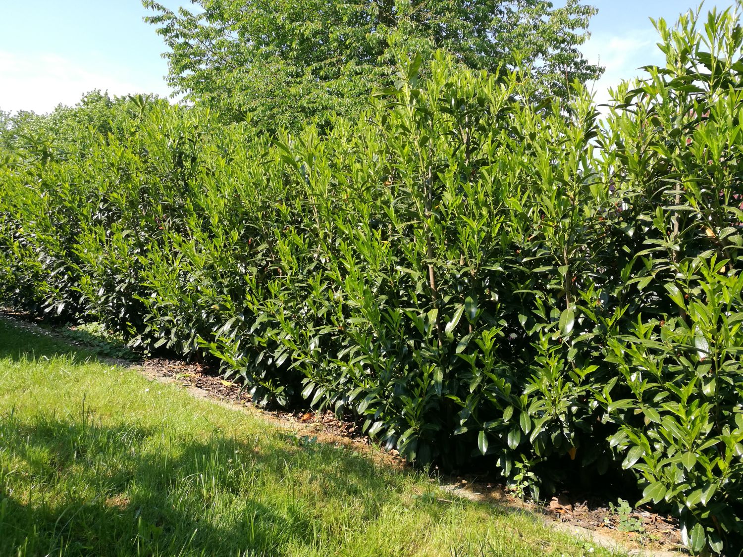 Kirschlorbeer / Lorbeerkirsche 'Caucasica' - Prunus laurocerasus 'Caucasica'