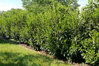 Kirschlorbeer / Lorbeerkirsche 'Caucasica' - Prunus laurocerasus 'Caucasica'