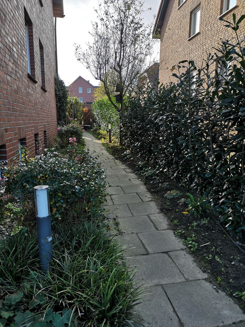 Kirschlorbeer / Lorbeerkirsche 'Caucasica' - Prunus laurocerasus 'Caucasica'