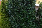 Kirschlorbeer / Lorbeerkirsche 'Genolia' ® - Prunus laurocerasus 'Genolia' ®