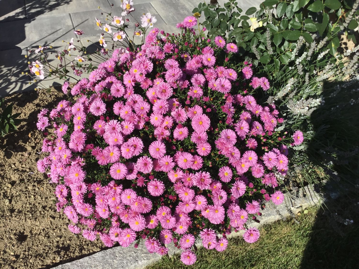 Kissen-Aster 'Peter Harrison' - Symphyotrichum dumosum 'Peter Harrison'