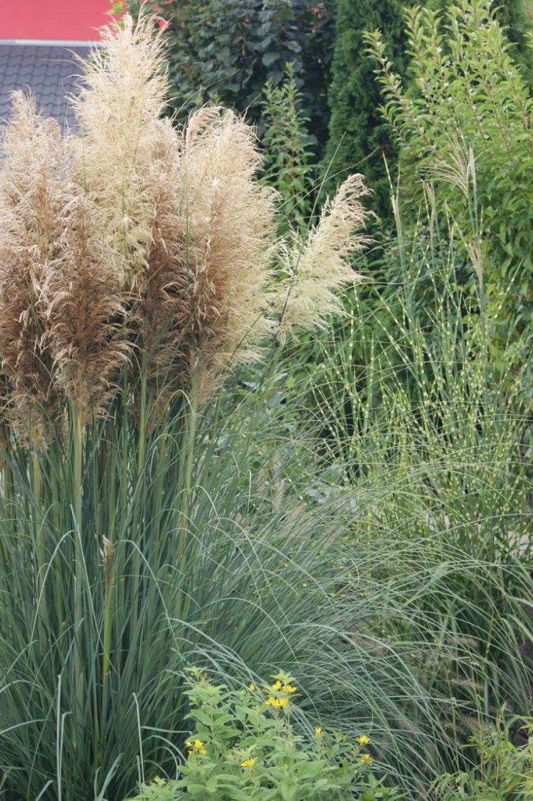 Kleines Pampasgras 'Compacta' - Cortaderia selloana 'Compacta'