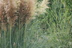 Kleines Pampasgras 'Compacta' - Cortaderia selloana 'Compacta'