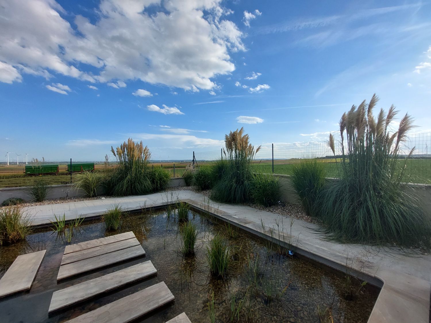 Kleines Pampasgras 'Pumila' - Cortaderia selloana 'Pumila'