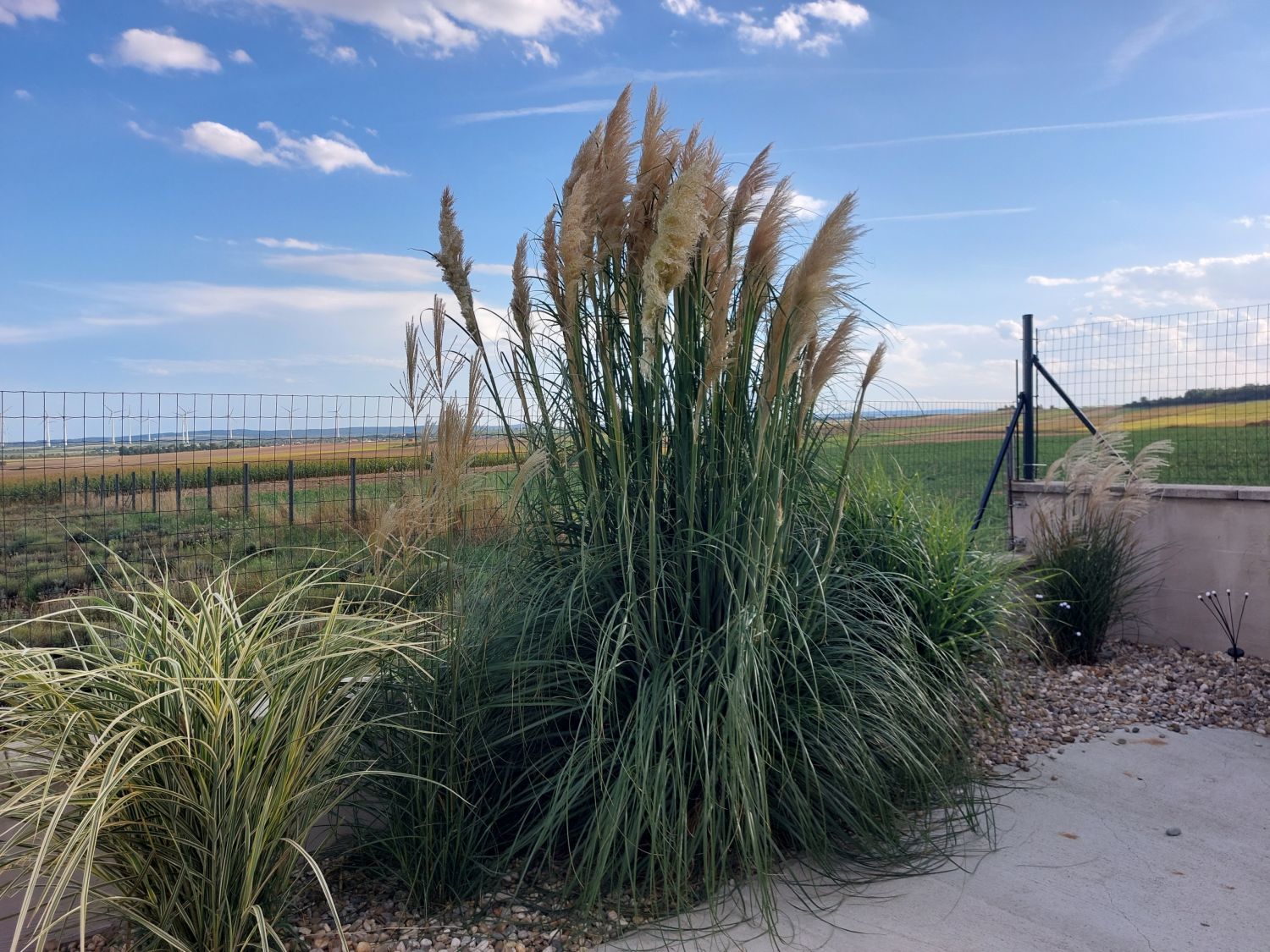 Kleines Pampasgras 'Pumila' - Cortaderia selloana 'Pumila'