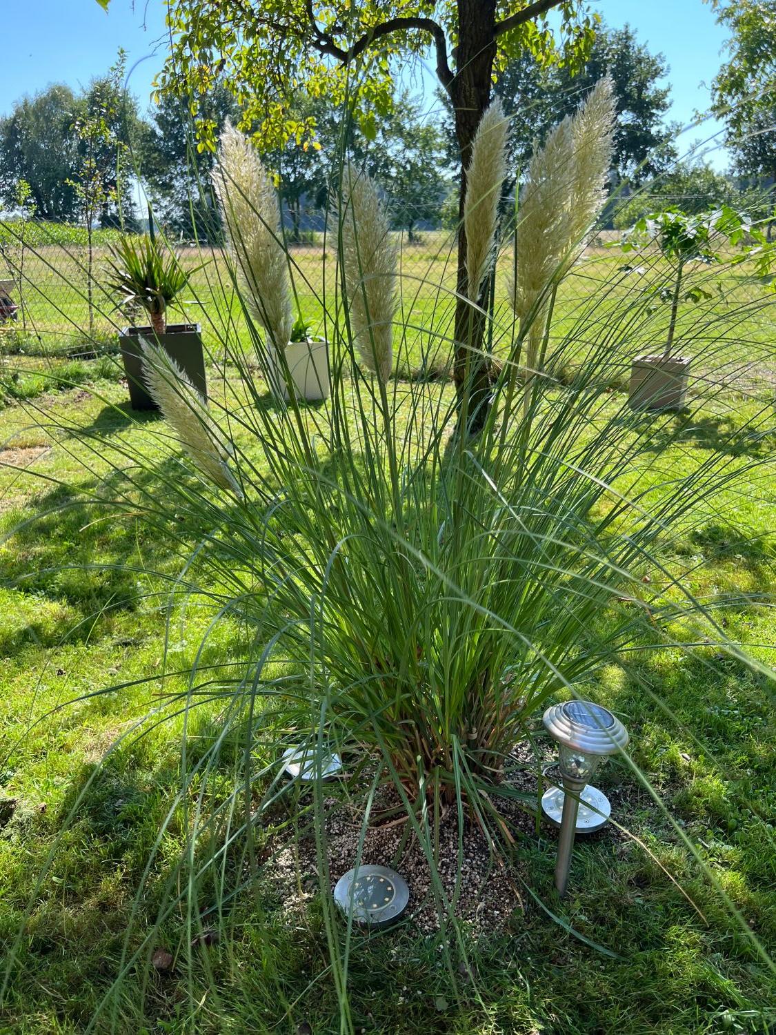 Kleines Pampasgras 'Pumila' - Cortaderia selloana 'Pumila'