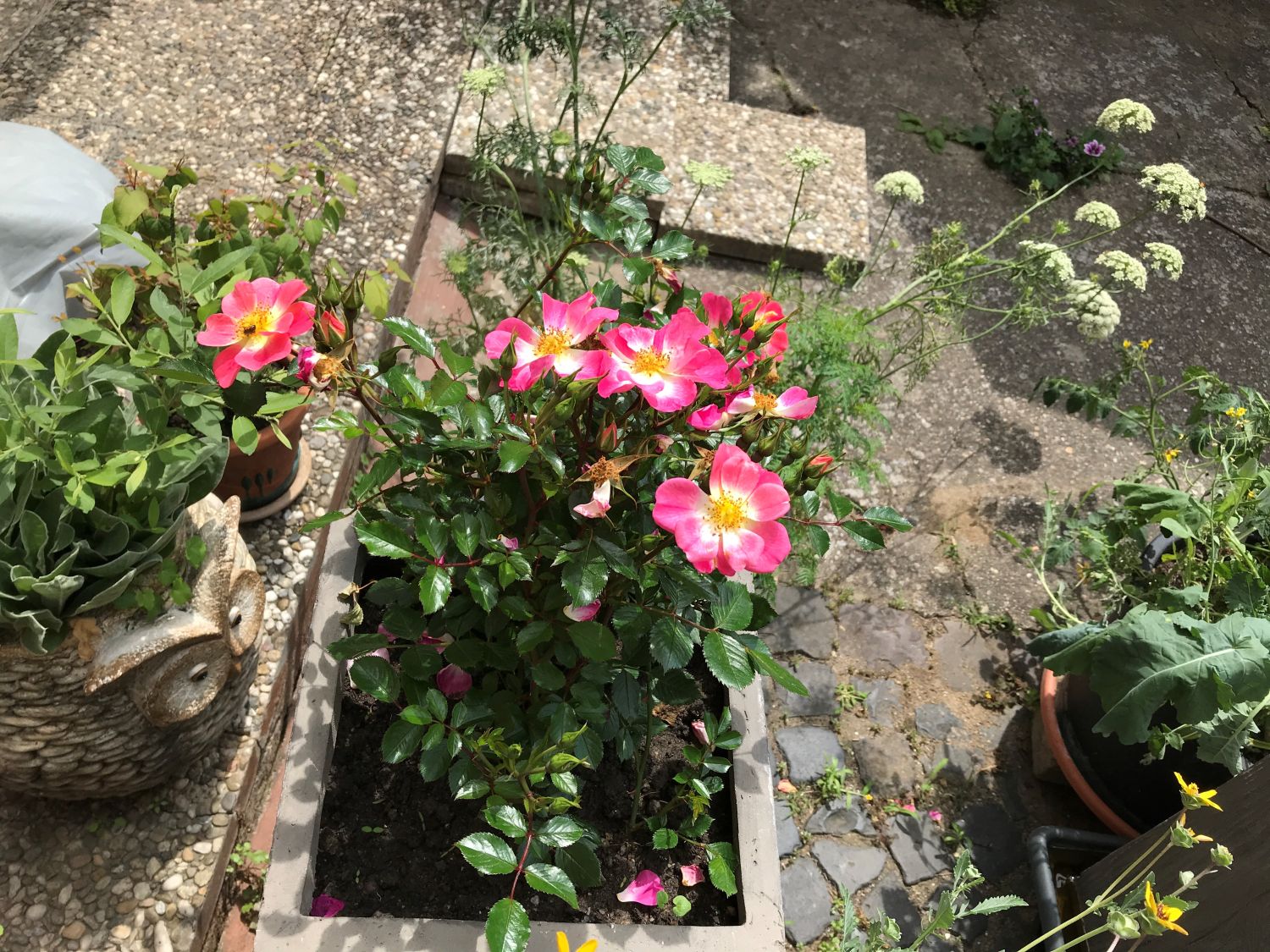 Bodendecker-Rose 'Bienenweide ® Bicolor' - Rosa 'Bienenweide ® Bicolor'