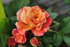 Kletterrose 'Aloha' ® - Rosa 'Aloha' ®
