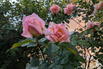 Kletterrose 'Compassion' ® - Rosa 'Compassion' ®