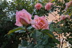 Kletterrose 'Compassion' ® - Rosa 'Compassion' ®