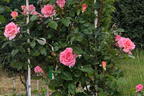 Kletterrose 'Compassion' ® - Rosa 'Compassion' ®