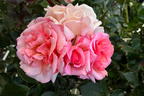 Kletterrose 'Compassion' ® - Rosa 'Compassion' ®
