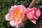 Kletterrose 'Compassion' ® - Rosa 'Compassion' ®