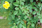 Kletterrose 'Golden Gate' ® - Rosa 'Golden Gate' ® ADR-Rose