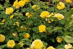 Kletterrose 'Golden Gate' ® - Rosa 'Golden Gate' ® ADR-Rose