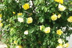 Kletterrose 'Golden Gate' ® - Rosa 'Golden Gate' ® ADR-Rose