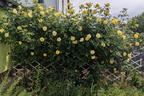 Kletterrose 'Golden Gate' ® - Rosa 'Golden Gate' ® ADR-Rose