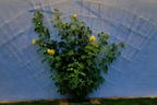 Kletterrose 'Golden Gate' ® - Rosa 'Golden Gate' ® ADR-Rose