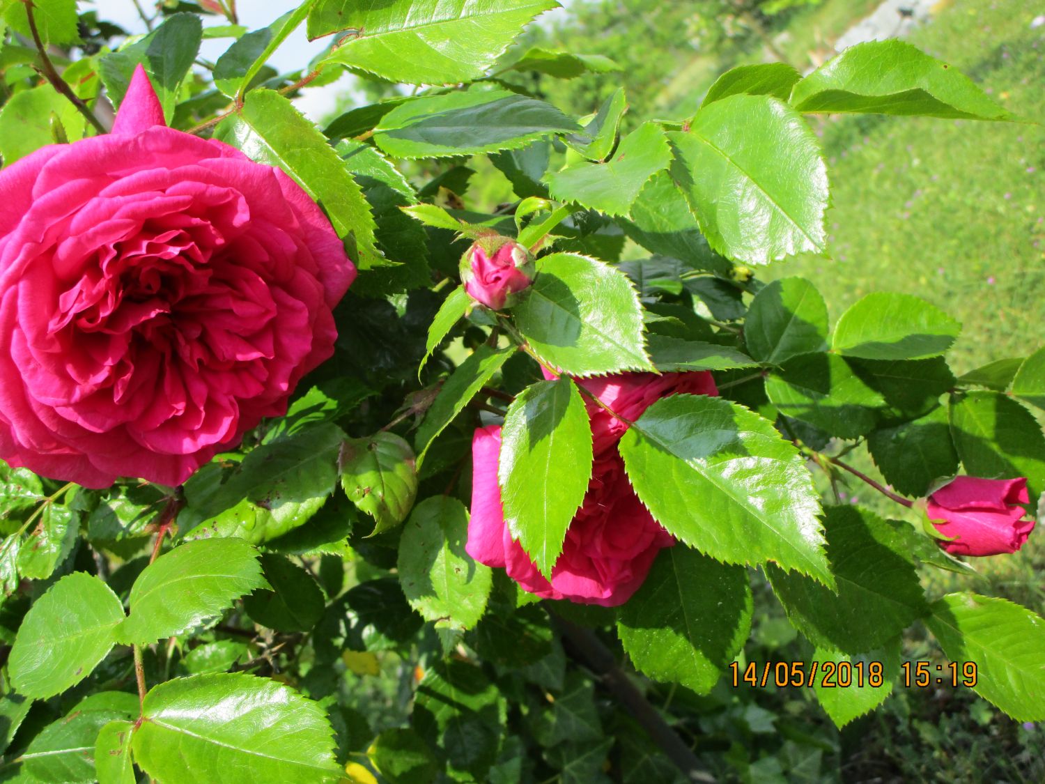 Kletterrose 'Laguna' ® - Rosa 'Laguna' ® ADR-Rose