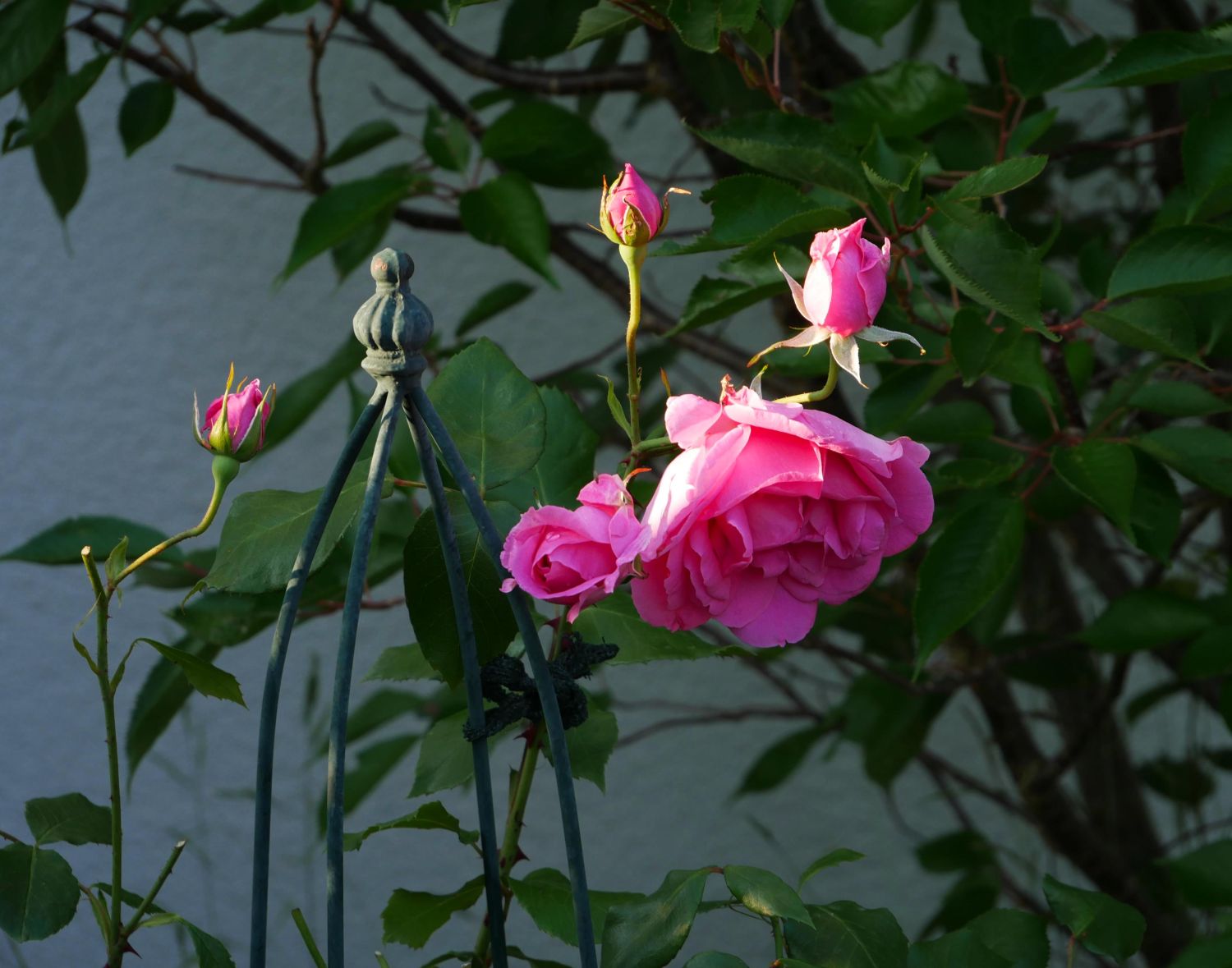 Kletterrose 'Laguna' ® - Rosa 'Laguna' ® ADR-Rose