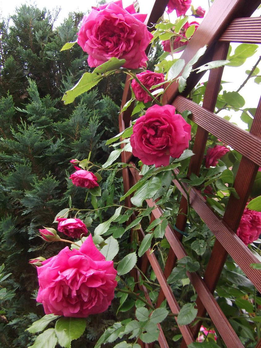 Kletterrose 'Laguna' ® - Rosa 'Laguna' ® ADR-Rose