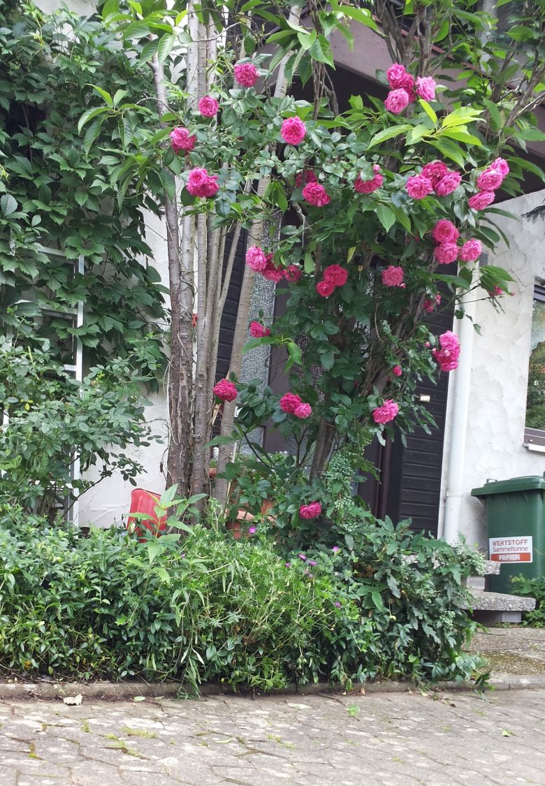 Kletterrose 'Laguna' ® - Rosa 'Laguna' ® ADR-Rose