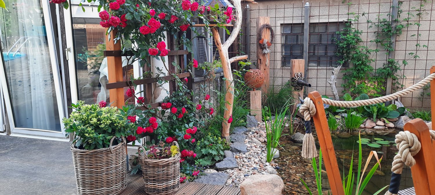 Kletterrose 'Laguna' ® - Rosa 'Laguna' ® ADR-Rose