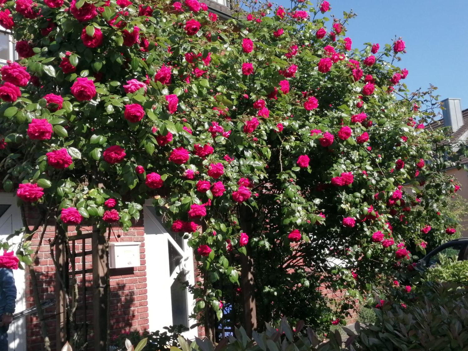 Kletterrose 'Laguna' ® - Rosa 'Laguna' ® ADR-Rose