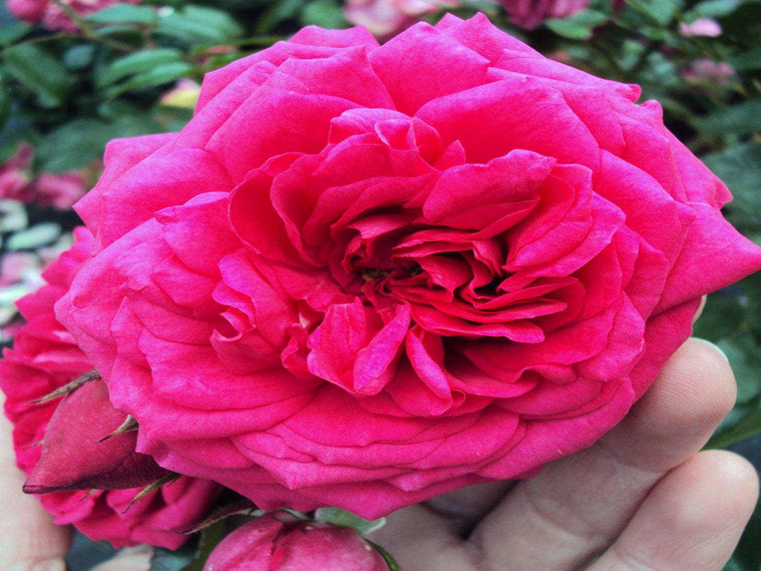 Kletterrose 'Laguna' ® - Rosa 'Laguna' ® ADR-Rose