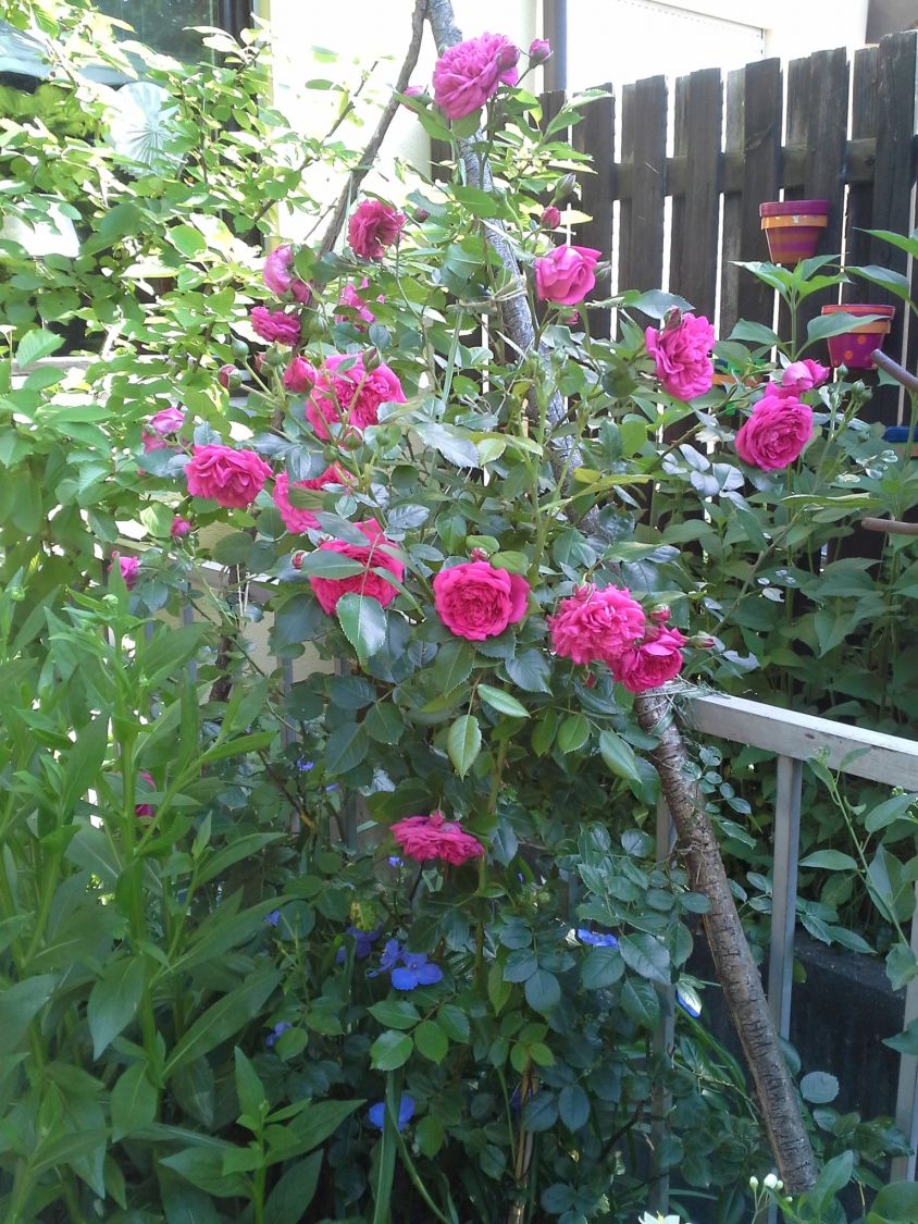 Kletterrose 'Laguna' ® - Rosa 'Laguna' ® ADR-Rose