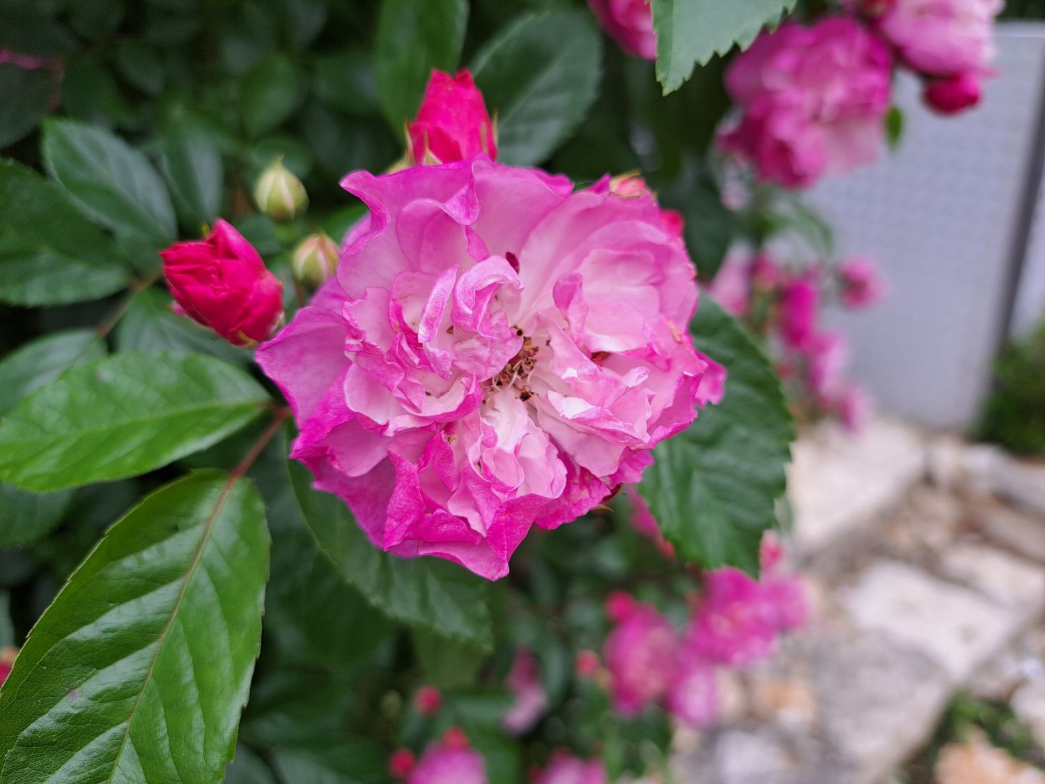 Kletterrose 'Lavender Siluetta' ® - Rosa 'Lavender Siluetta' ® ADR-Rose