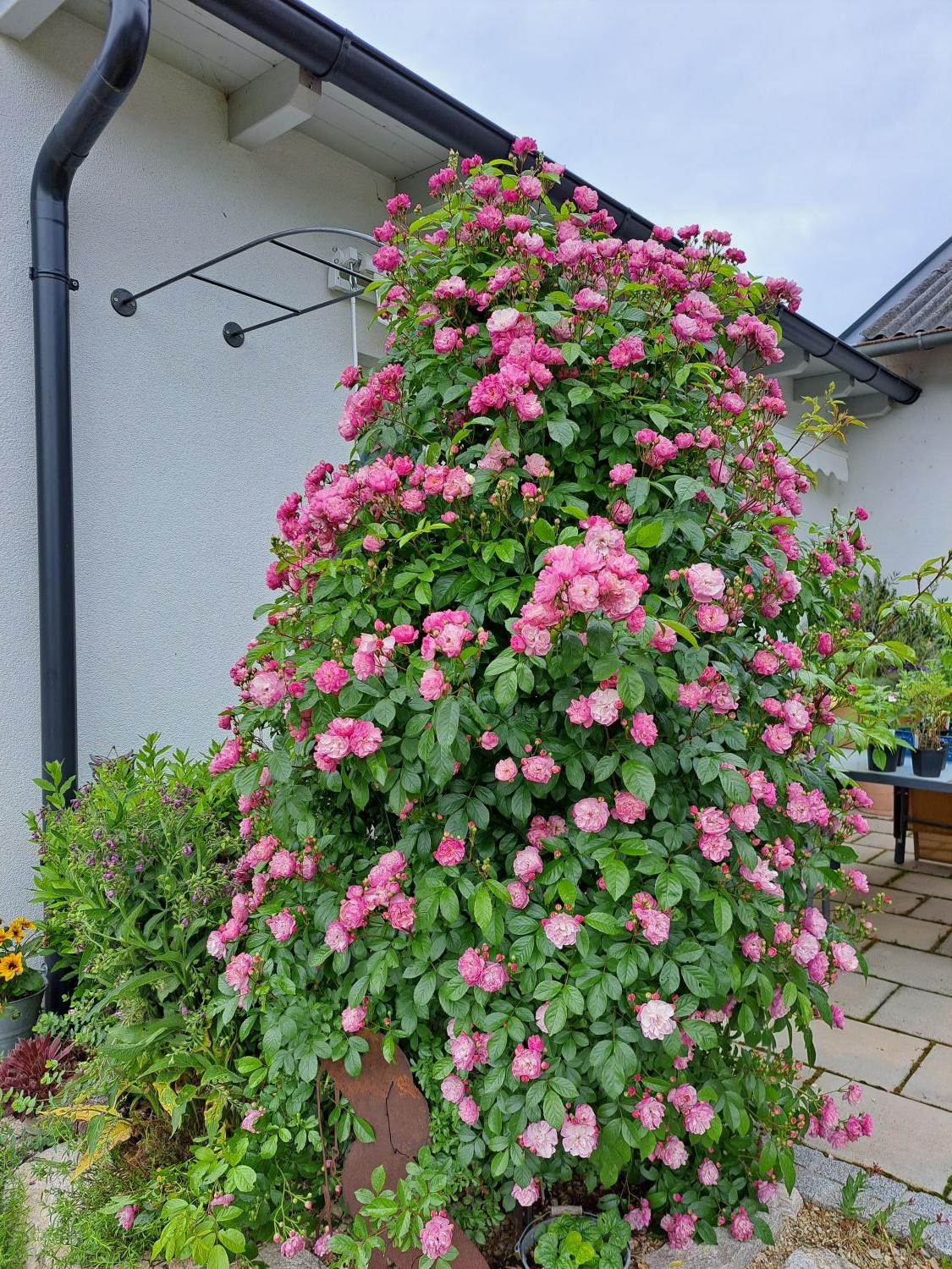 Kletterrose 'Lavender Siluetta' ® - Rosa 'Lavender Siluetta' ® ADR-Rose