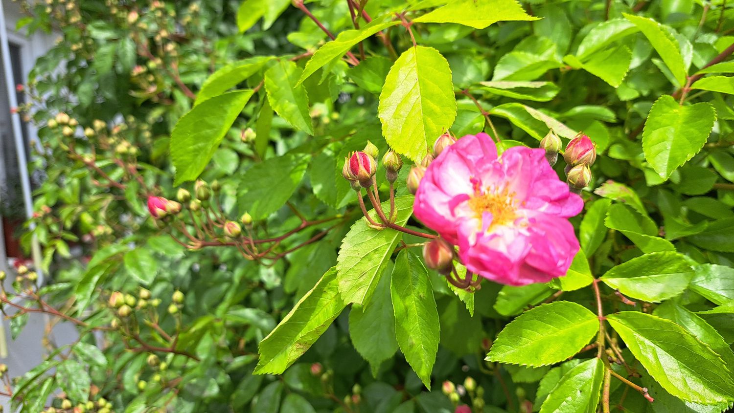 Kletterrose 'Lavender Siluetta' ® - Rosa 'Lavender Siluetta' ® ADR-Rose