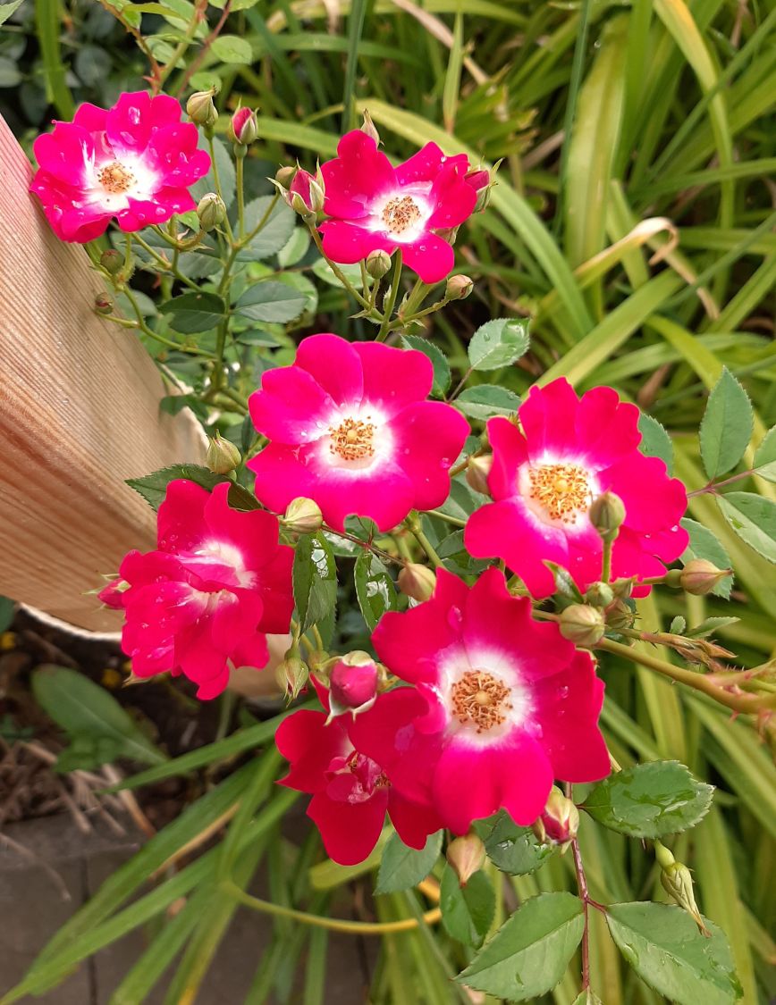 Kletterrose 'Libertas' ® - Rosa 'Libertas' ® ADR-Rose