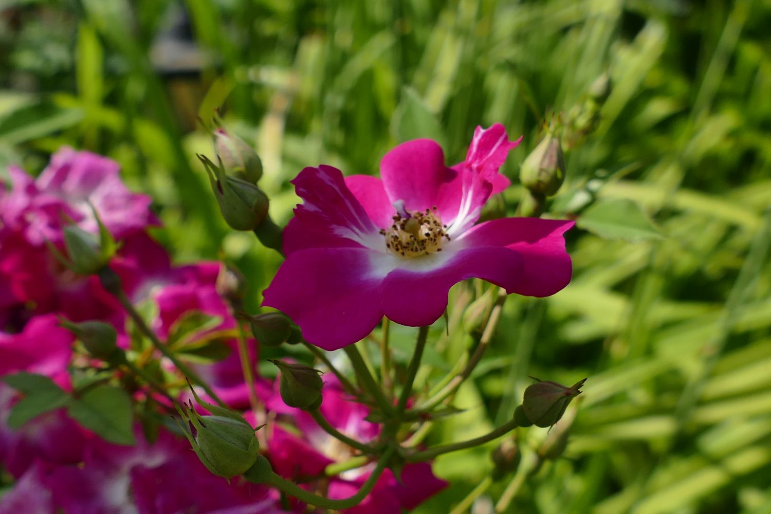 Kletterrose 'Libertas' ® - Rosa 'Libertas' ® ADR-Rose