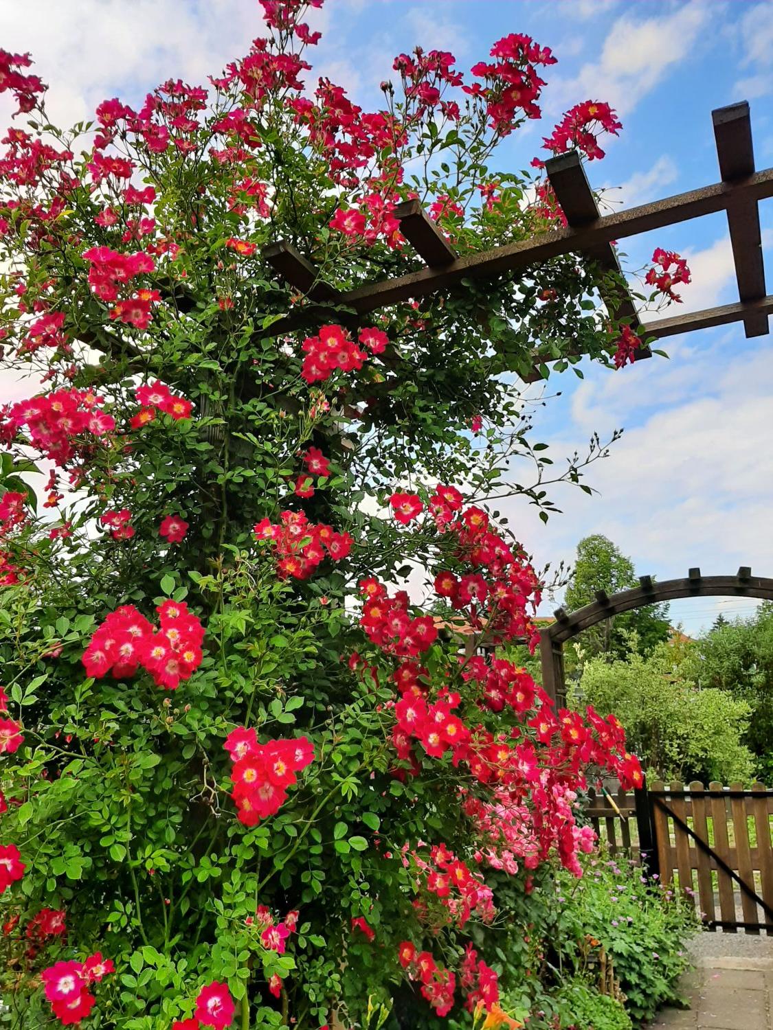 Kletterrose 'Libertas' ® - Rosa 'Libertas' ® ADR-Rose