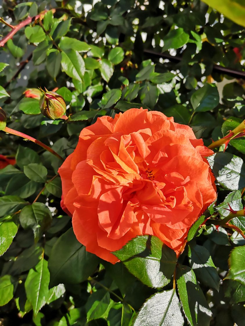 Kletterrose 'Naranga' ® - Rosa 'Naranga' ®