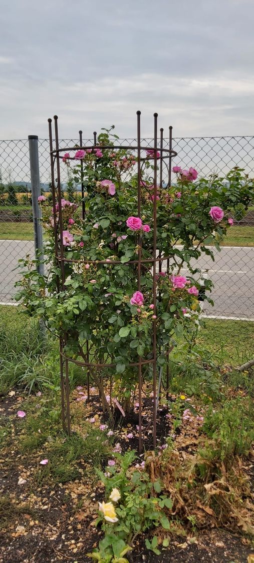 Kletterrose 'Ozeana' ® - Rosa 'Ozeana' ®