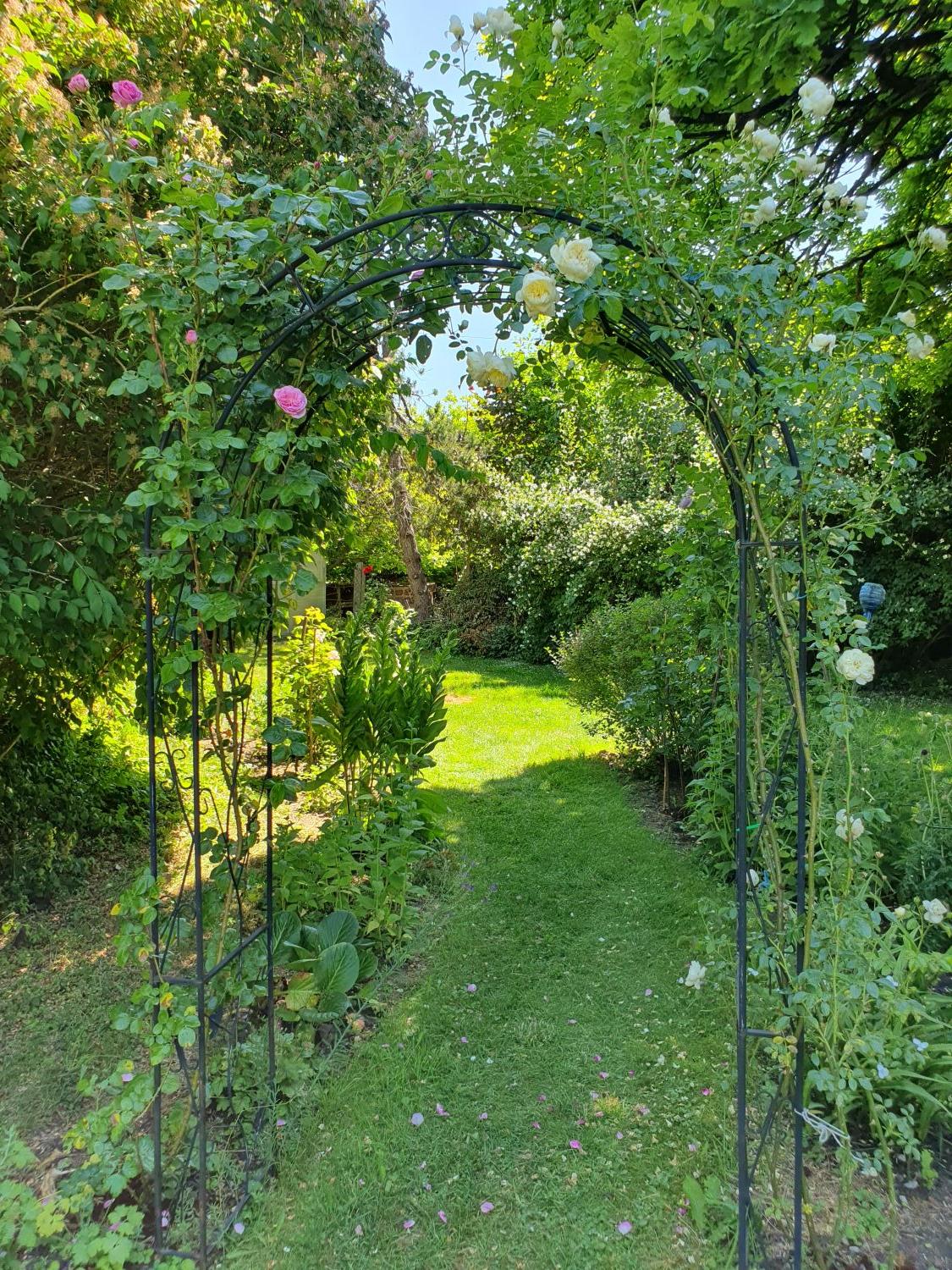 Kletterrose 'Ozeana' ® - Rosa 'Ozeana' ®