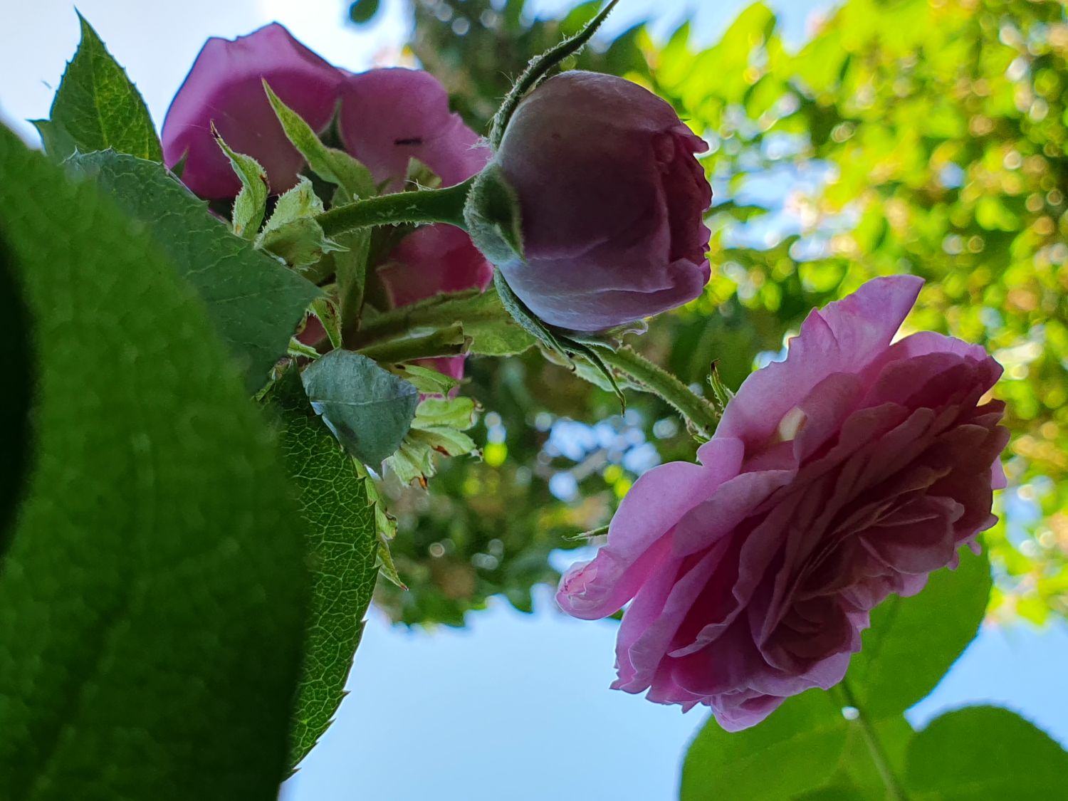 Kletterrose 'Ozeana' ® - Rosa 'Ozeana' ®