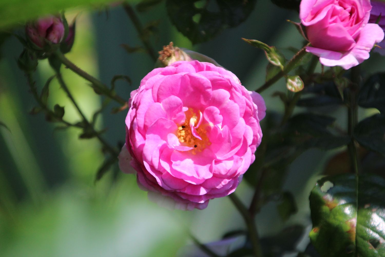 Kletterrose 'Ozeana' ® - Rosa 'Ozeana' ®