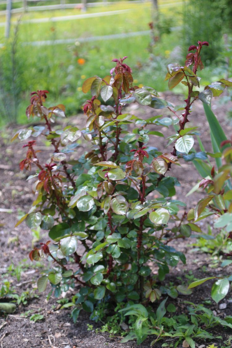 Kletterrose 'Ozeana' ® - Rosa 'Ozeana' ®