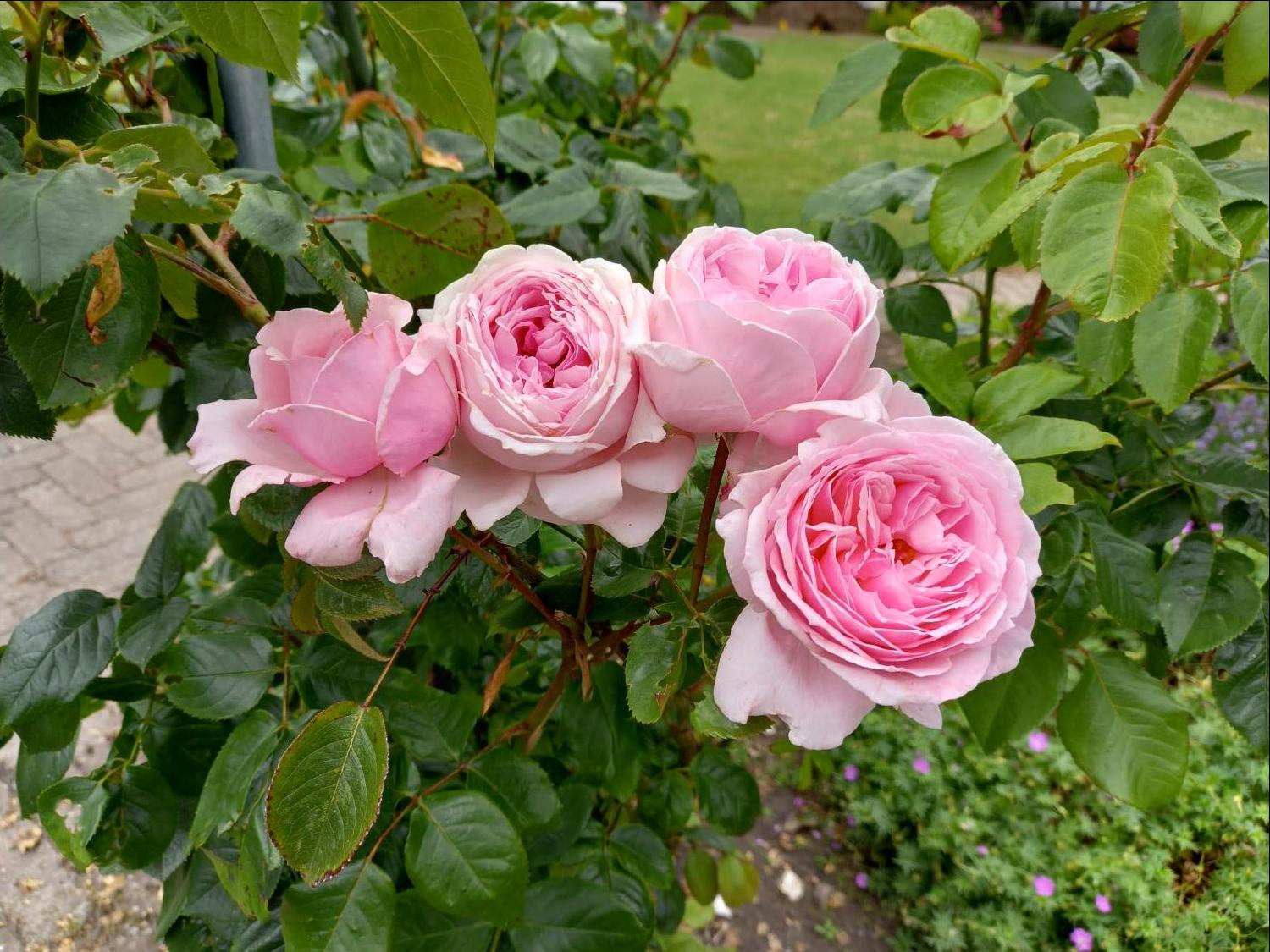 Kletterrose Parfuma ® 'Kiss me Kate' ® - Rosa Parfuma ® 'Kiss me Kate' ®