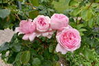 Kletterrose Parfuma ® 'Kiss me Kate' ® - Rosa Parfuma ® 'Kiss me Kate' ®